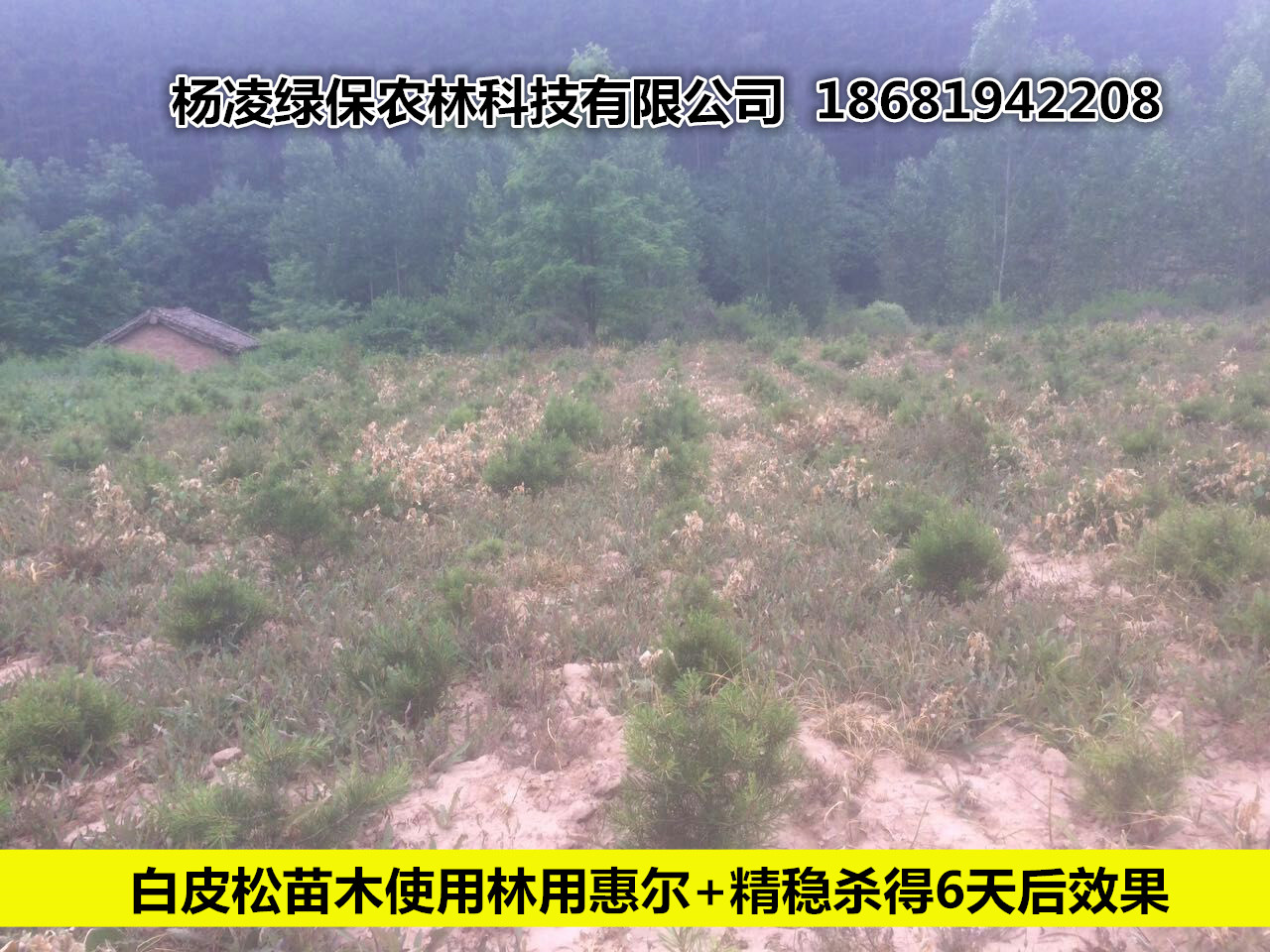 林用惠爾除草劑使用效果圖